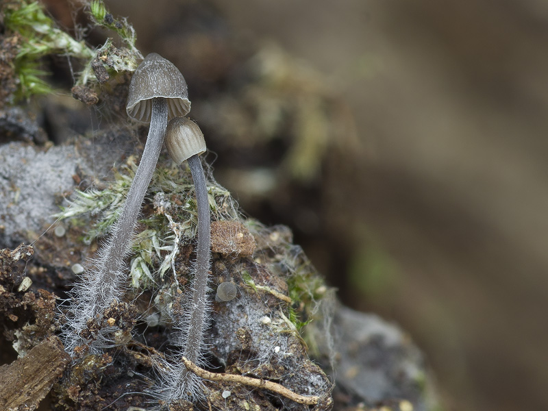 Mycena erubescens